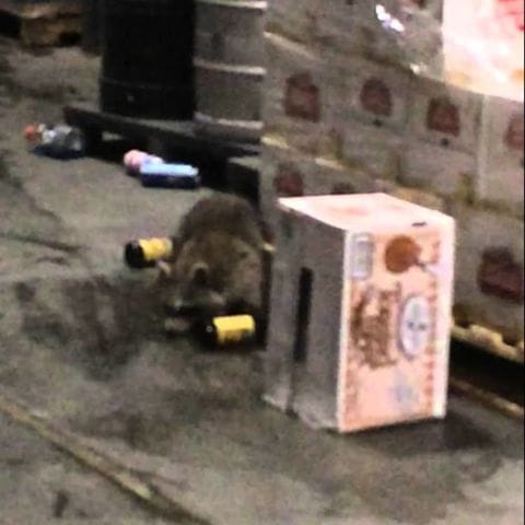 Racoon breaks into alcohol supplier and gets wasted