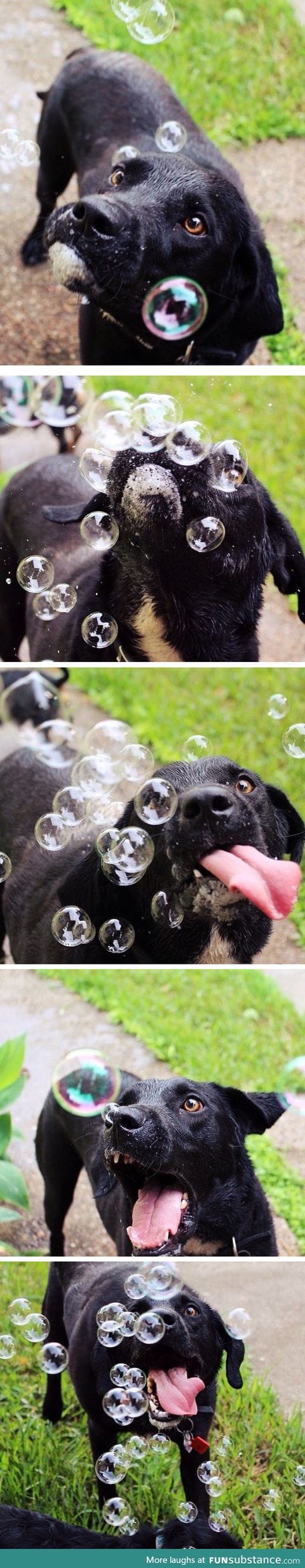Dogs first time seeing Bubbles