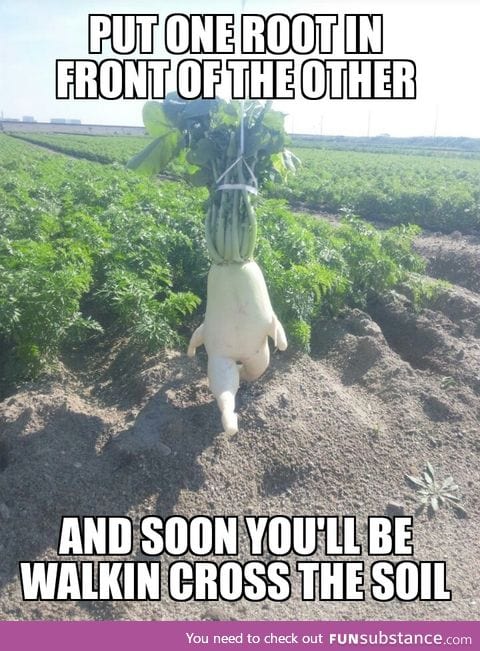 What came to mind when I saw the evolved radish