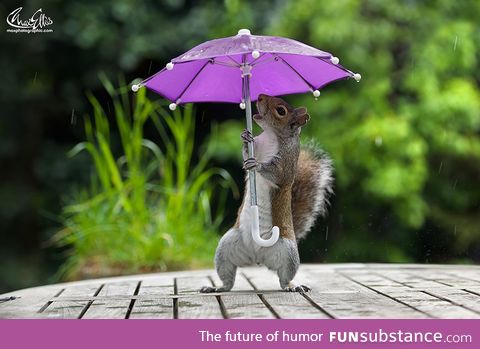 Photographer gives squirrel a tiny umbrella