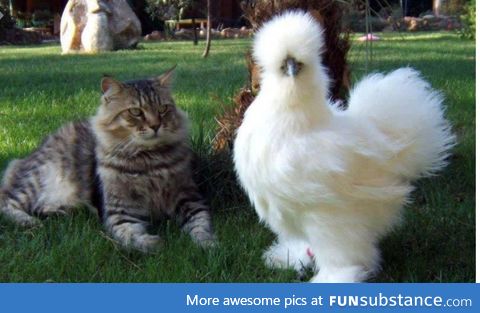 Cat: "what are you supposed to be??" Bird: "Fabulous"