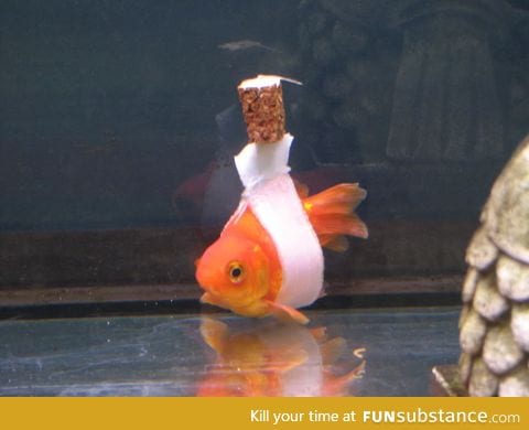 Goldfish "wheelchair" for a fish that had trouble staying upright