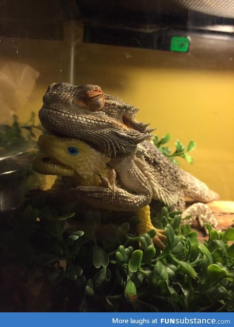 We gave our bearded dragon a toy lizard, now he's attached and won't leave its