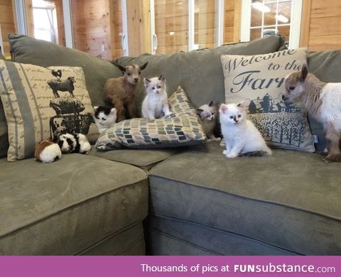 Day 230 of your daily dose of cute: I cannot put into words how much I want this couch