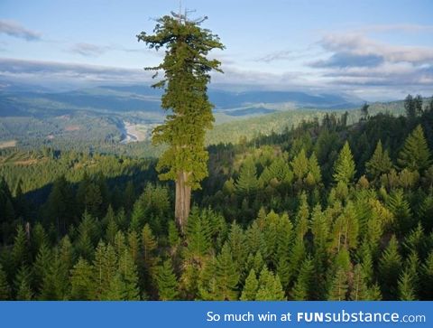 Hyperion, the tallest tree in the world. It's location is a closely guarded secret