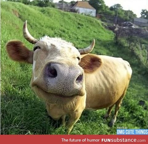 This cow is happy. Why arent you?