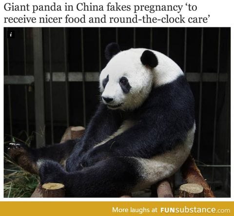 This panda knows what's up.