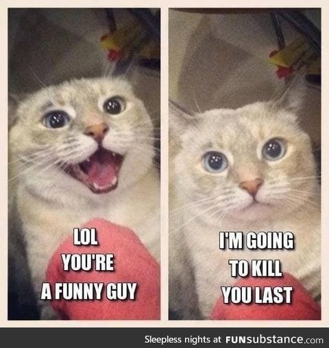 This is basically my cat