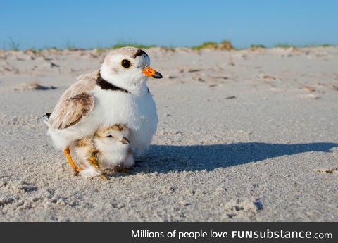 A piping plover chick snuggles with its mum