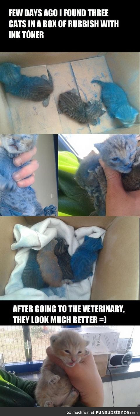 Saving 3 cute kittens