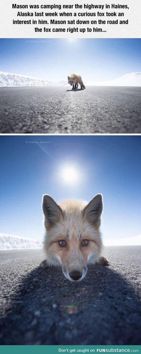 Photographer had close encounter with a curious fox