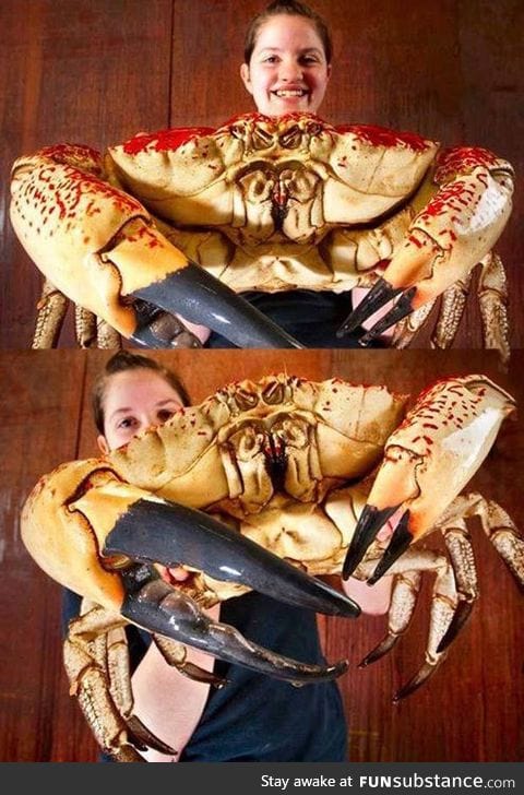 Tasmanian giant crab