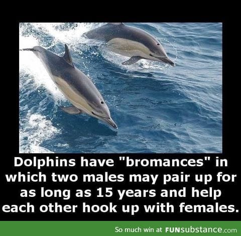 Dolphins are the ultimate bros you can ask for