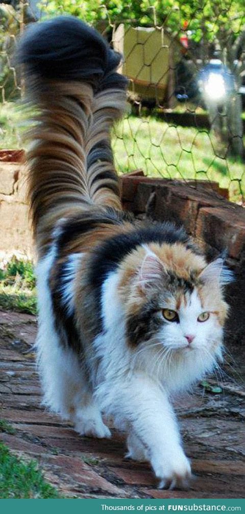 The tail of this cat is my spirit animal