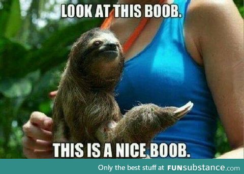 This sloth knows what he's talking about!