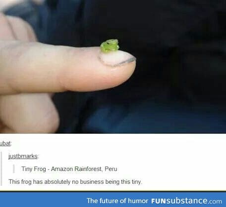 Tiny frog