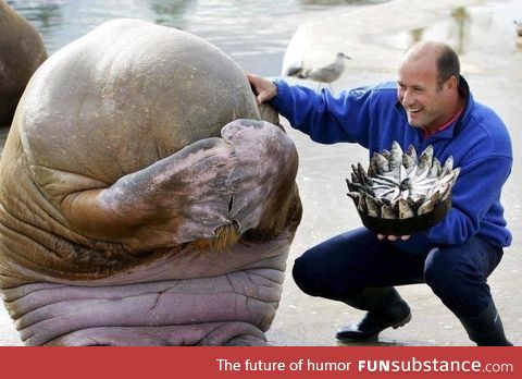 Walrus getting ready to be surprised by a fish cake