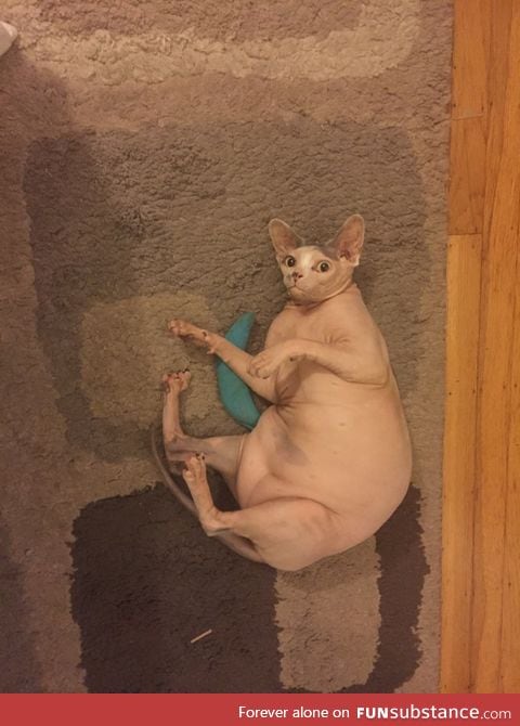 This cat looks like a giant raw chicken
