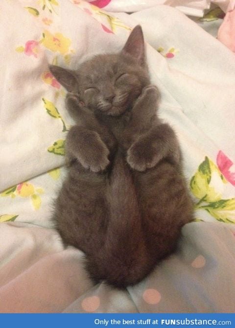 Happy sleeping yoga kitten