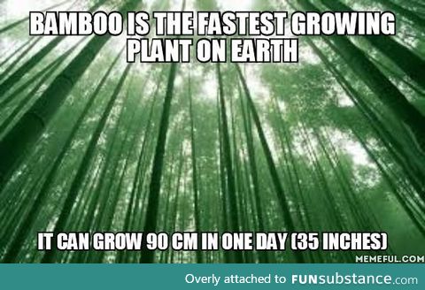 The more you know about bamboo