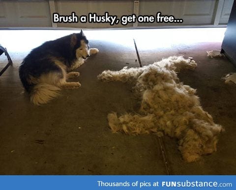 Husky owners will know