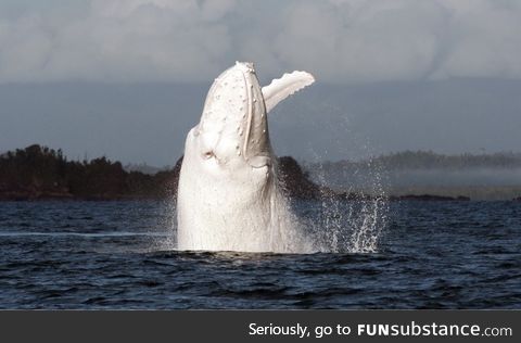 One of the few albino whales on earth