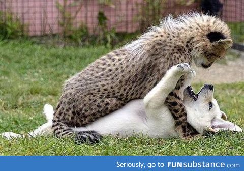 Puppy and Cheetah playing