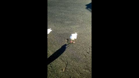 A Welshman teaches a seagull to dance