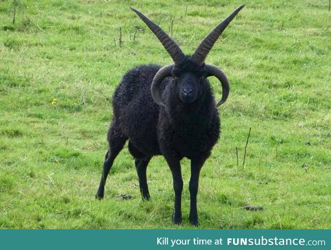 Hebridean sheep often grow two sets of horns