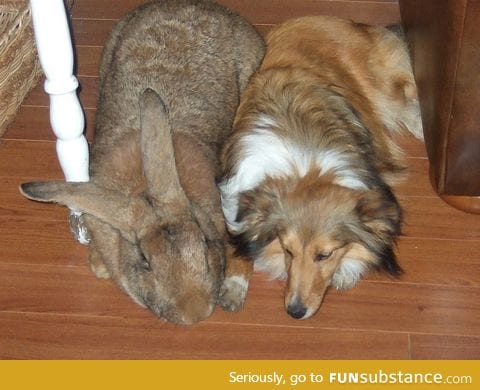 Behold, the massive Flemish rabbit