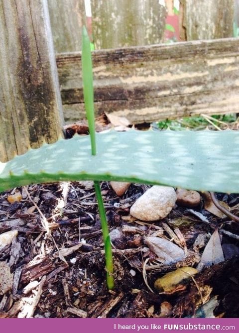 The way this grass grew through an aloe plant