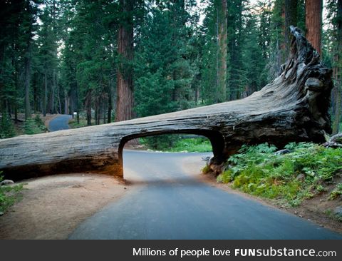 Sequoia national park - cutting a path through a fallen tree