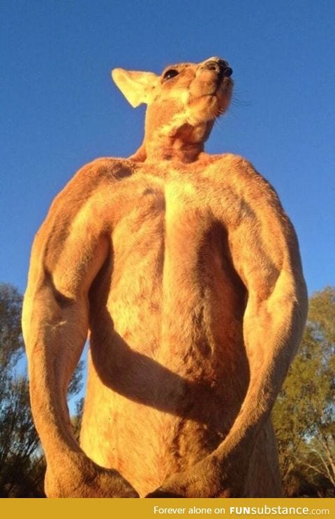 Kangaroo looks so buff