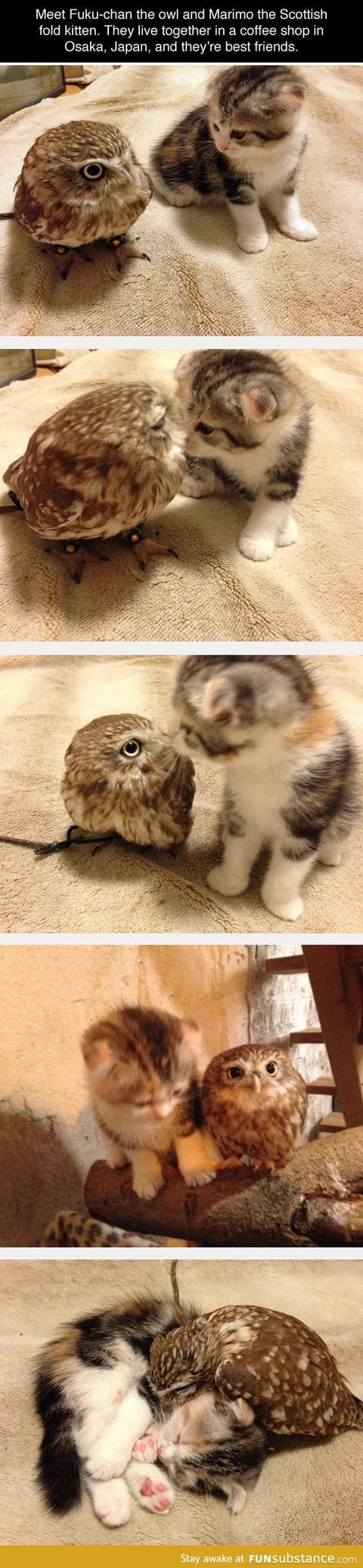 Owl and cat buddies for life