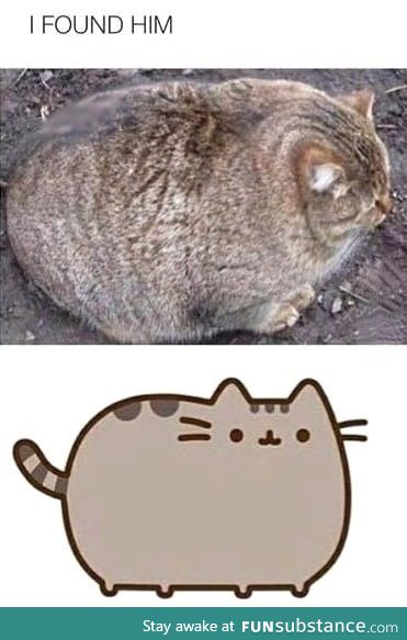 Real life pusheen