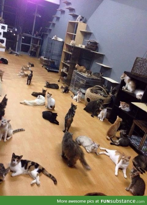 Apparently this guy owns 300 cats and place them all in one house