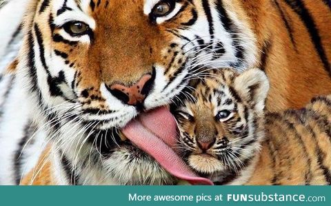 Tiger licking her cubs face