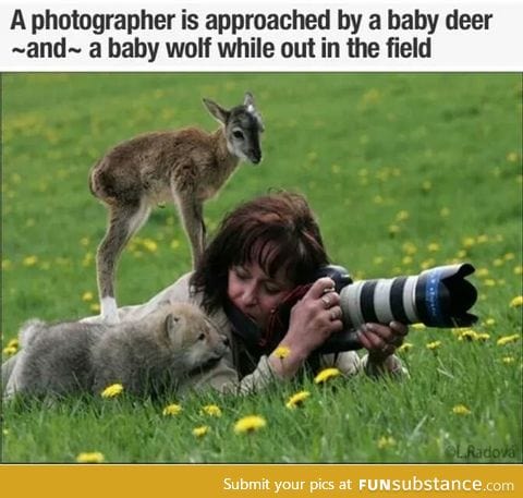 Adorable baby deer and baby wolf joins photographer in the field