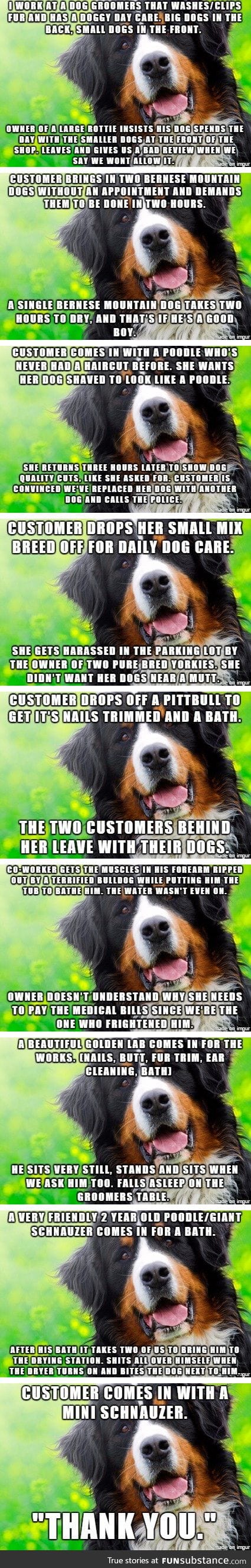 Dog groomer stories