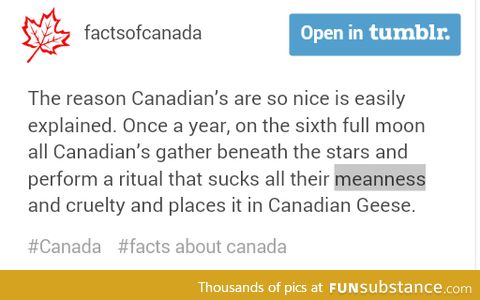 Canadian Geese need to gtfo