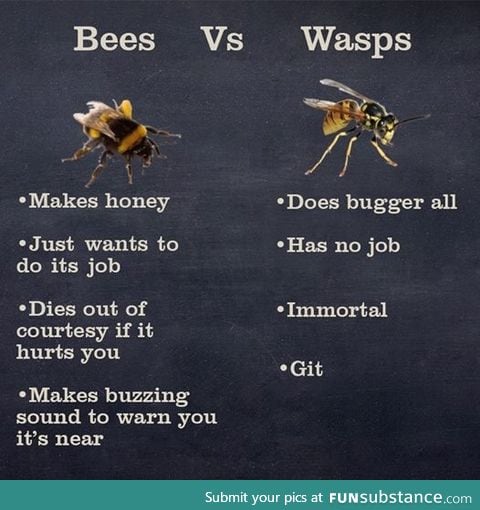 Bees vs Wasps