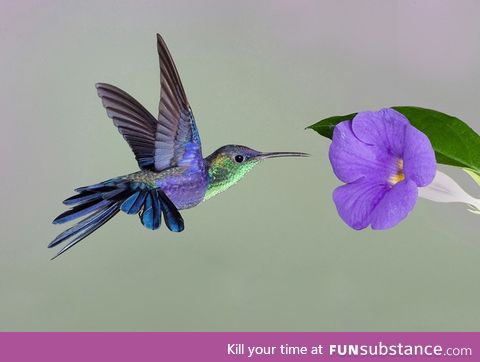 Humming birds beat their wings  At around 80 beats per second