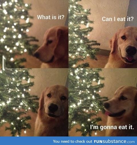 Dogs will try to eat anything