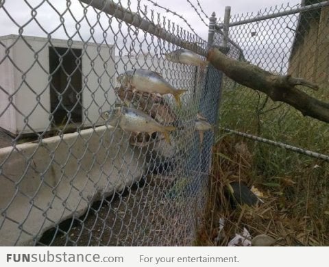 Fish caught in fence during Hurricane Sandy