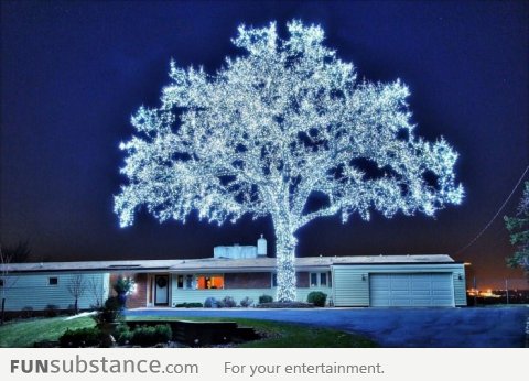 40,000 LEDs and a perfect tree