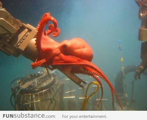 Octopus is curious about NOAA equipment