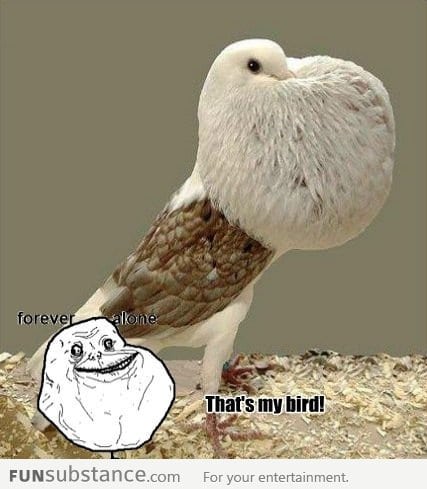 Forever Alone's Bird