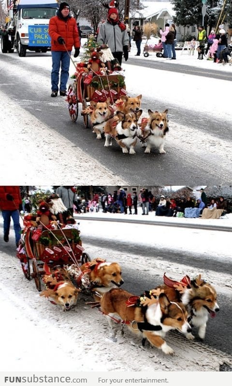 A sleigh pulled by Corgis