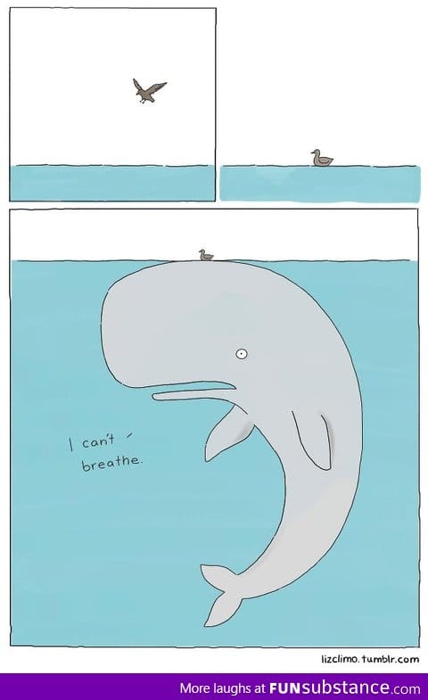 Whale Problems