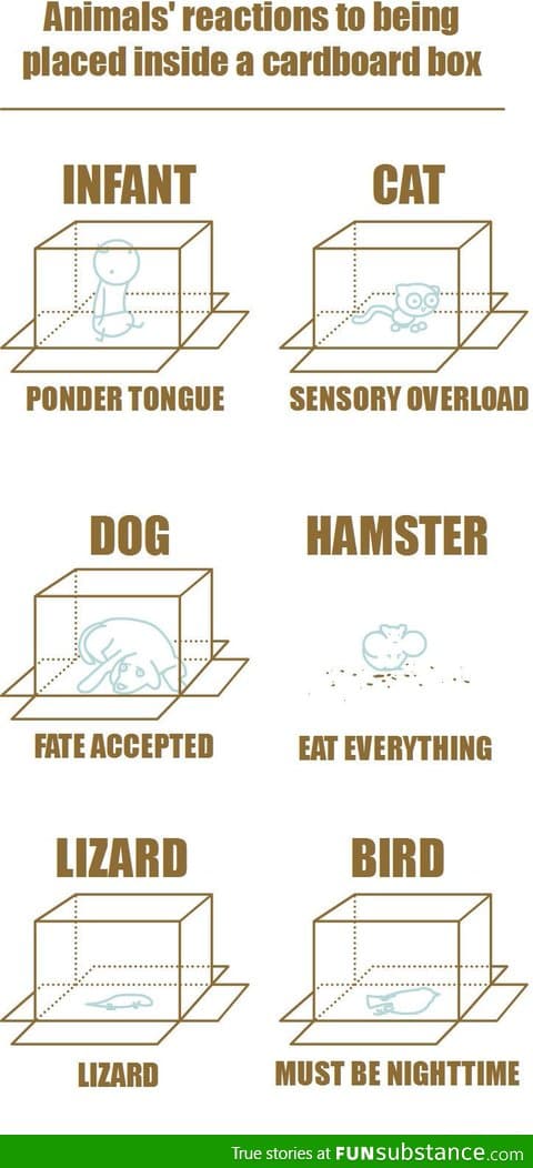 Animal's Reactions To Being Placed Inside A Cardboard Box